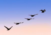 Rebanho de gansos voando — Fotografia de Stock