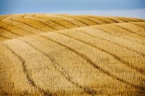Campo de trigo cosechado - foto de stock