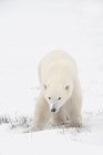 Молодий білий ведмідь — стокове фото