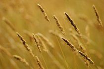 Wheat on field outdoors — Stock Photo