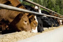 Велика рогата худоба в ферм на відкритому повітрі — стокове фото