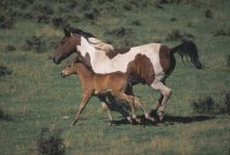 Mare And Colt Running — Stock Photo