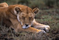 Спящая львица на земле — стоковое фото