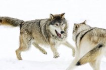 Aggressive Wolves against each other — Stock Photo