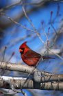 Macho cardenal norte pájaro - foto de stock