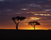 Acacia Árboles contra el cielo - foto de stock