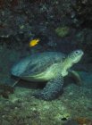 Meeresschildkröte unter Wasser — Stockfoto