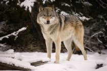 Wolf standing on snow — Stock Photo