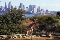 Жираф в зоопарку стоїть на землі — стокове фото