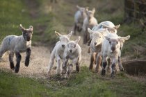 Corderos corriendo hacia abajo - foto de stock
