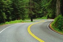 Road Through Redwood Forest — Stock Photo