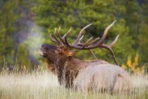 Elk toro de pie en la hierba alta - foto de stock