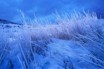 Высокая трава зимой — стоковое фото