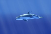 Delfín nadando bajo el agua - foto de stock