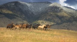Pferde und Maultiere stapfen in Reiterbergen — Stockfoto