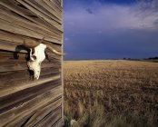 Череп коровы на стене — стоковое фото