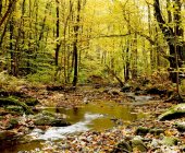 Forêt avec ruisseau qui coule — Photo de stock