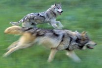 Lobos corriendo en el prado de la montaña - foto de stock