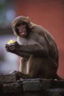 Macaco comendo frutas — Fotografia de Stock