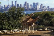 Girafas em pé no chão ao ar livre — Fotografia de Stock