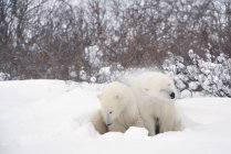 Dos osos polares - foto de stock