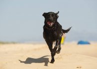 Chien Labrador noir courant dans le sable — Photo de stock