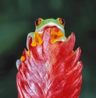 Rana arborícola de ojos rojos - foto de stock