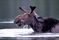 Bull Moose In Water — Stock Photo