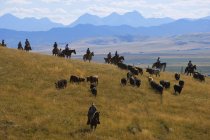 Cowboys on horses Herding — Stock Photo