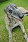 Greyhound postura cão — Fotografia de Stock
