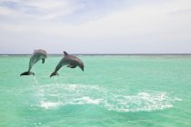Прыгающие в морскую воду дельфины — стоковое фото