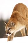 Puma-Jagd auf Schnee — Stockfoto