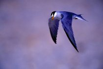 Least Tern In Flight — Stock Photo