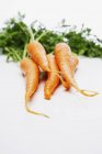 Bundle Of Fresh Carrots — Stock Photo