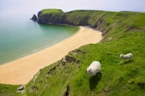 Ovelhas andando perto da costa — Fotografia de Stock