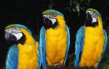 Три попугая на тёмном фоне — стоковое фото
