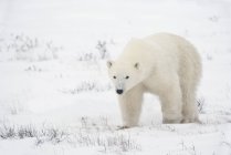 Joven oso polar - foto de stock