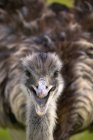 Fuzzy ostrich  Face — Stock Photo