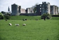 Castillo Roscommon y ovejas - foto de stock