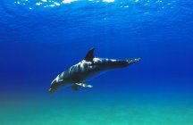 Delfín nariz de botella nadando - foto de stock
