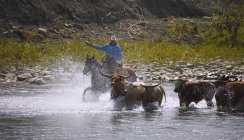 Ковбой в шляпе на лошади — стоковое фото