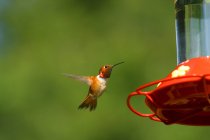 Pequeño colibrí volando - foto de stock