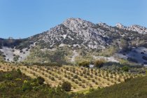 Olivenhaine auf der Sierra de las Villuercas — Stockfoto