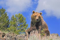 Медведь-гризли, лежащий на скамье подсудимых — стоковое фото