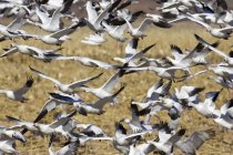 Flock Of Snow Geese In Flight — Stock Photo