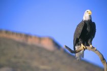Aquila calva seduta sul ramoscello — Foto stock