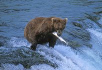 Grizzlybär mit Fisch — Stockfoto