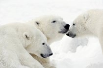 Três ursos polares — Fotografia de Stock