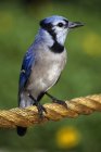 Blue Jay Oiseau chanteur sur corde — Photo de stock