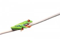 Frosch hängt an Zweig — Stockfoto